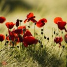 poppy in barley field